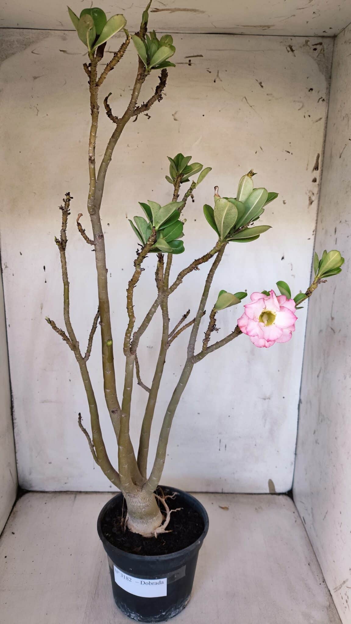 Planta Dobrada 3182 – 40cm – 03 anos