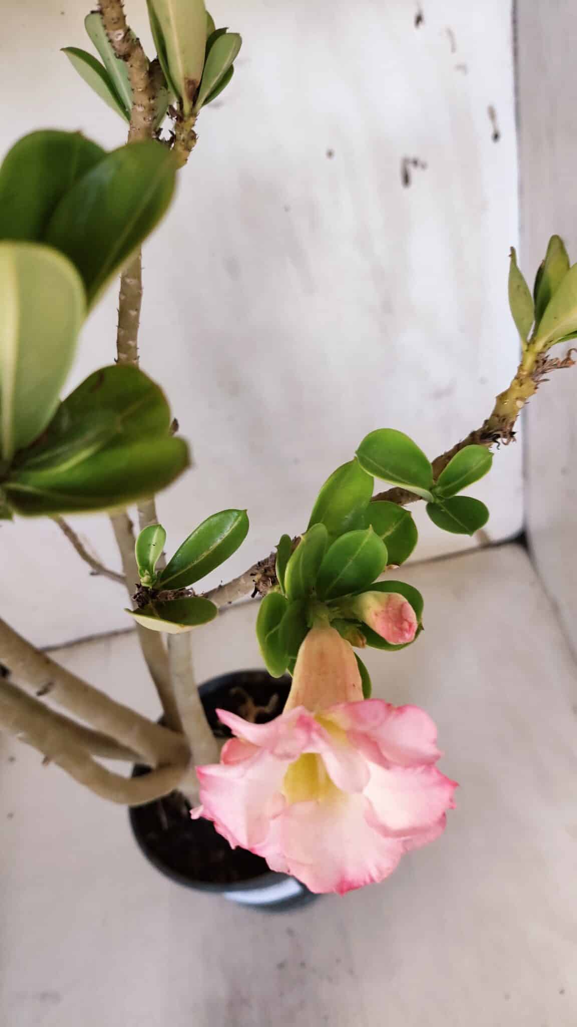 Planta Dobrada 3182 – 40cm – 03 anos