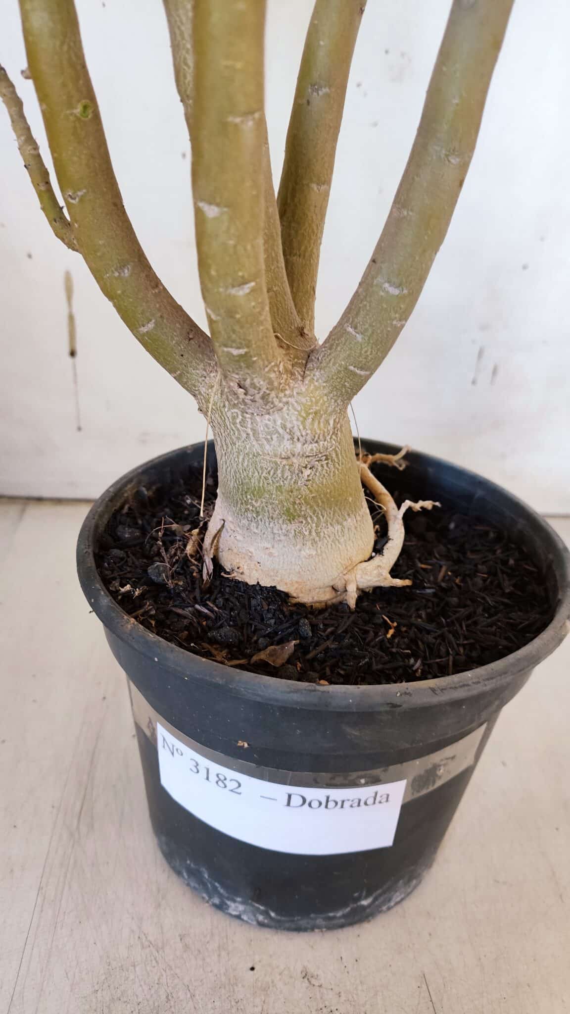Planta Dobrada 3182 – 40cm – 03 anos