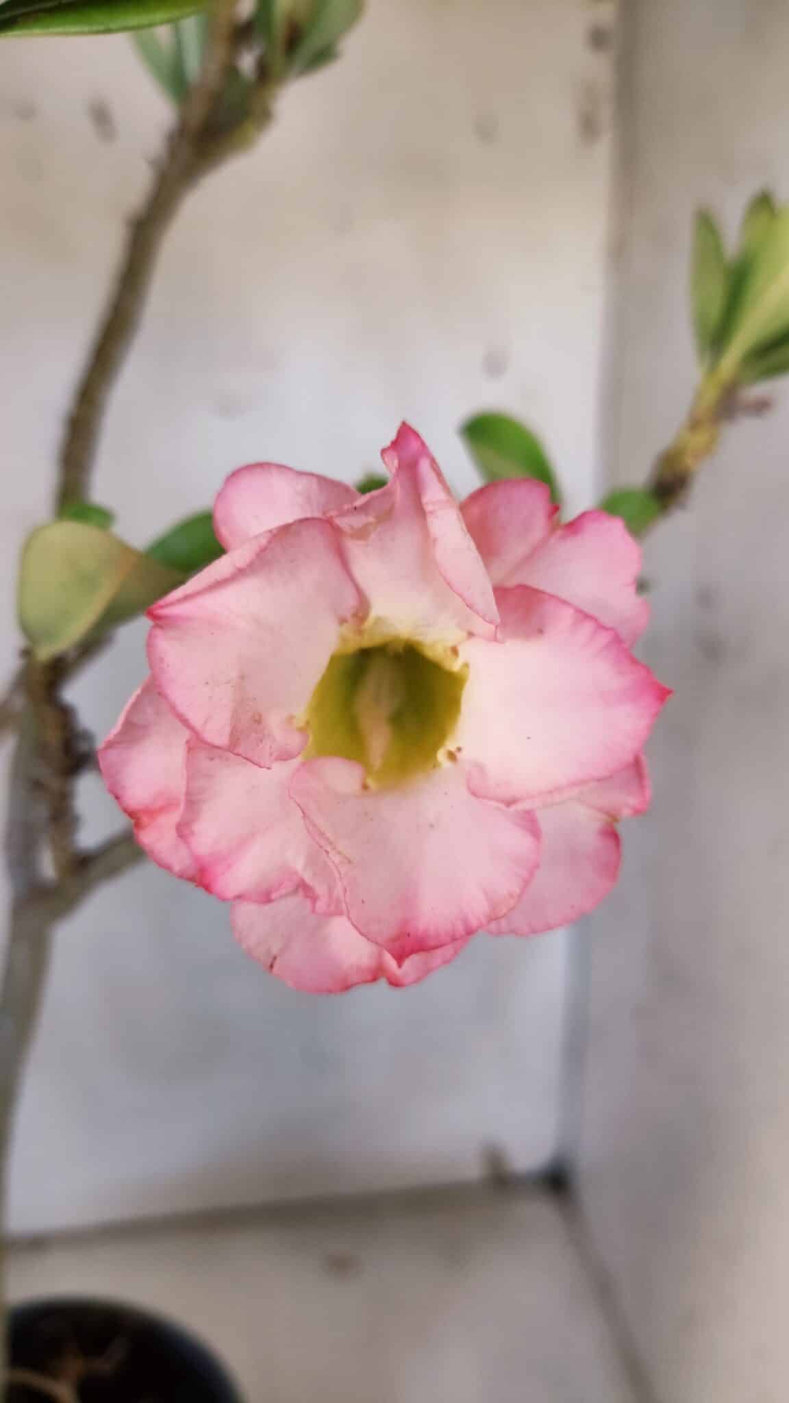 Planta Dobrada 3182 – 40cm – 03 anos