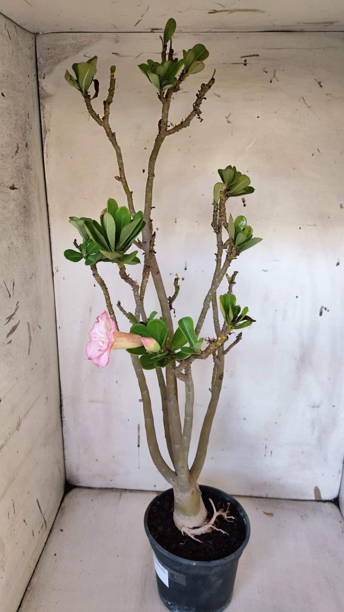 Planta Dobrada 3182 – 40cm – 03 anos