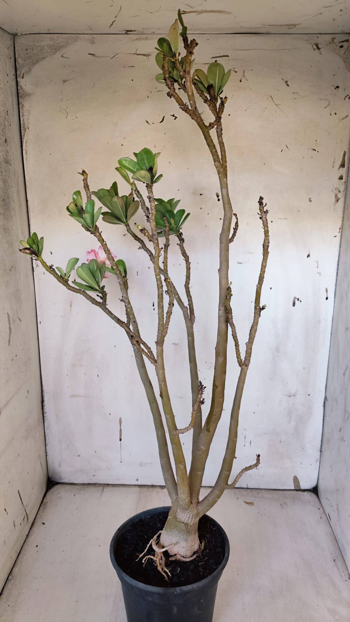 Planta Dobrada 3182 – 40cm – 03 anos