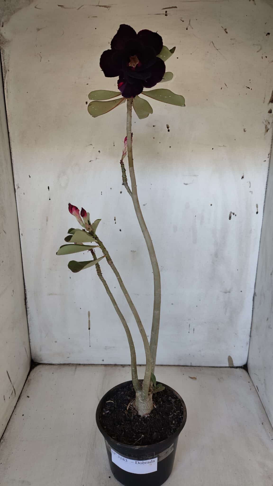 Planta Dobrada 3183 – 35cm – 03 anos