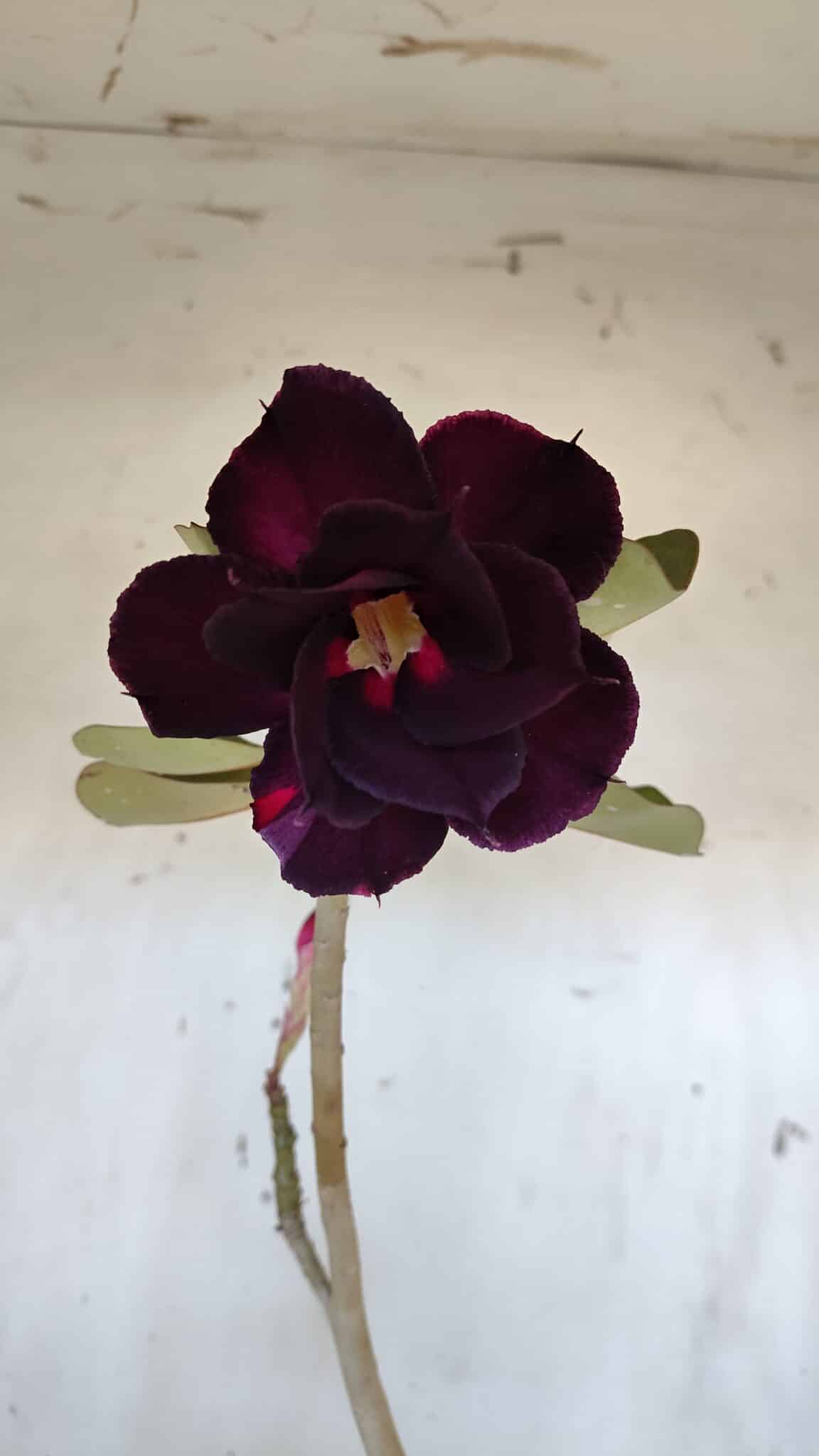 Planta Dobrada 3183 – 35cm – 03 anos