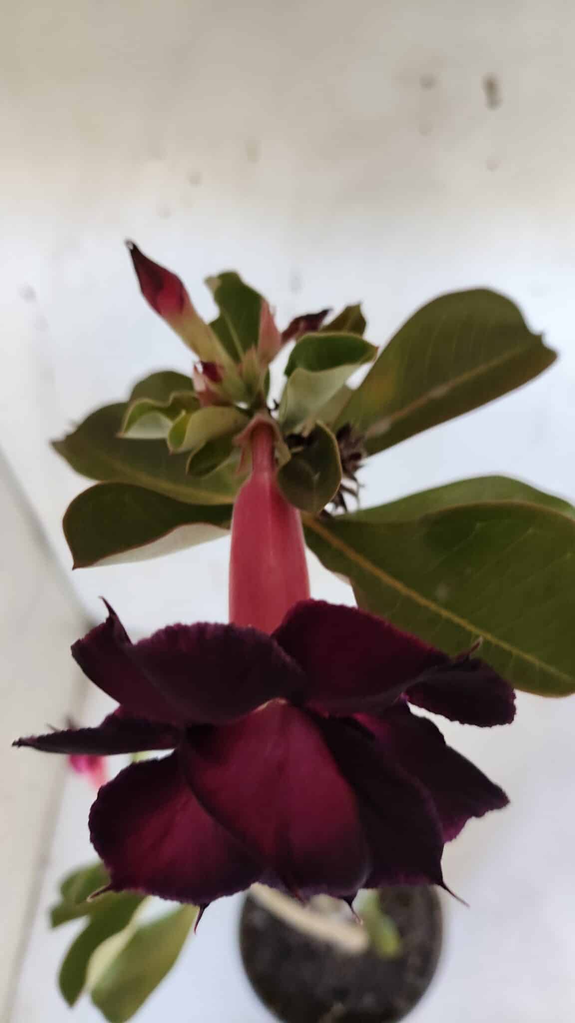 Planta Dobrada 3183 – 35cm – 03 anos