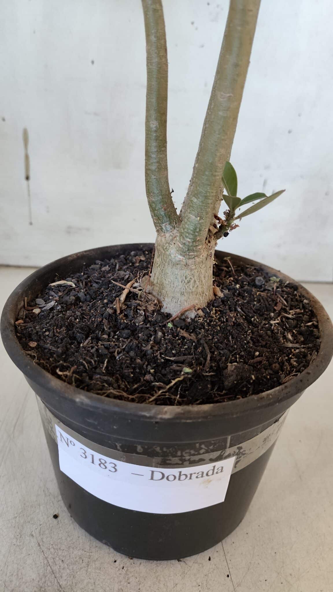 Planta Dobrada 3183 – 35cm – 03 anos