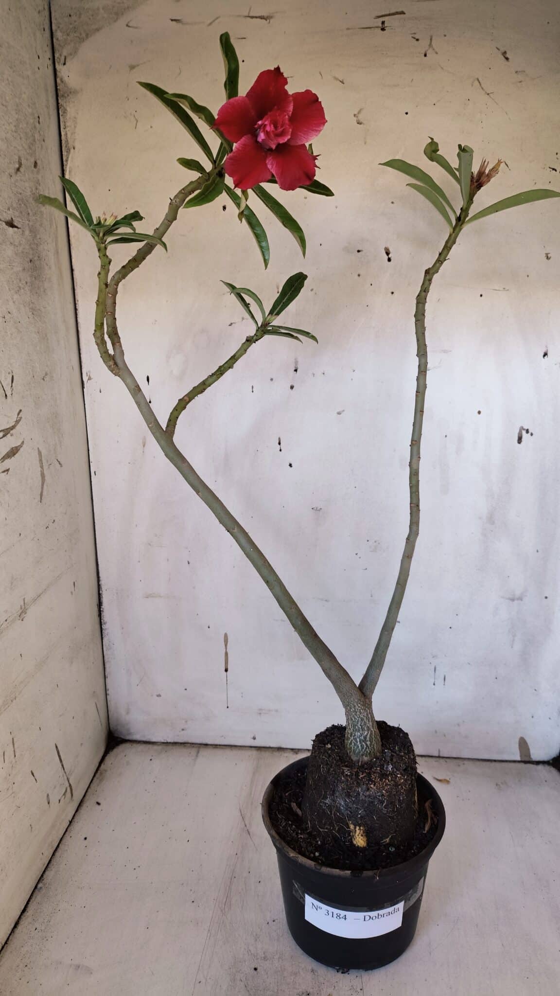 Planta Dobrada 3184 – 35cm – 03 anos