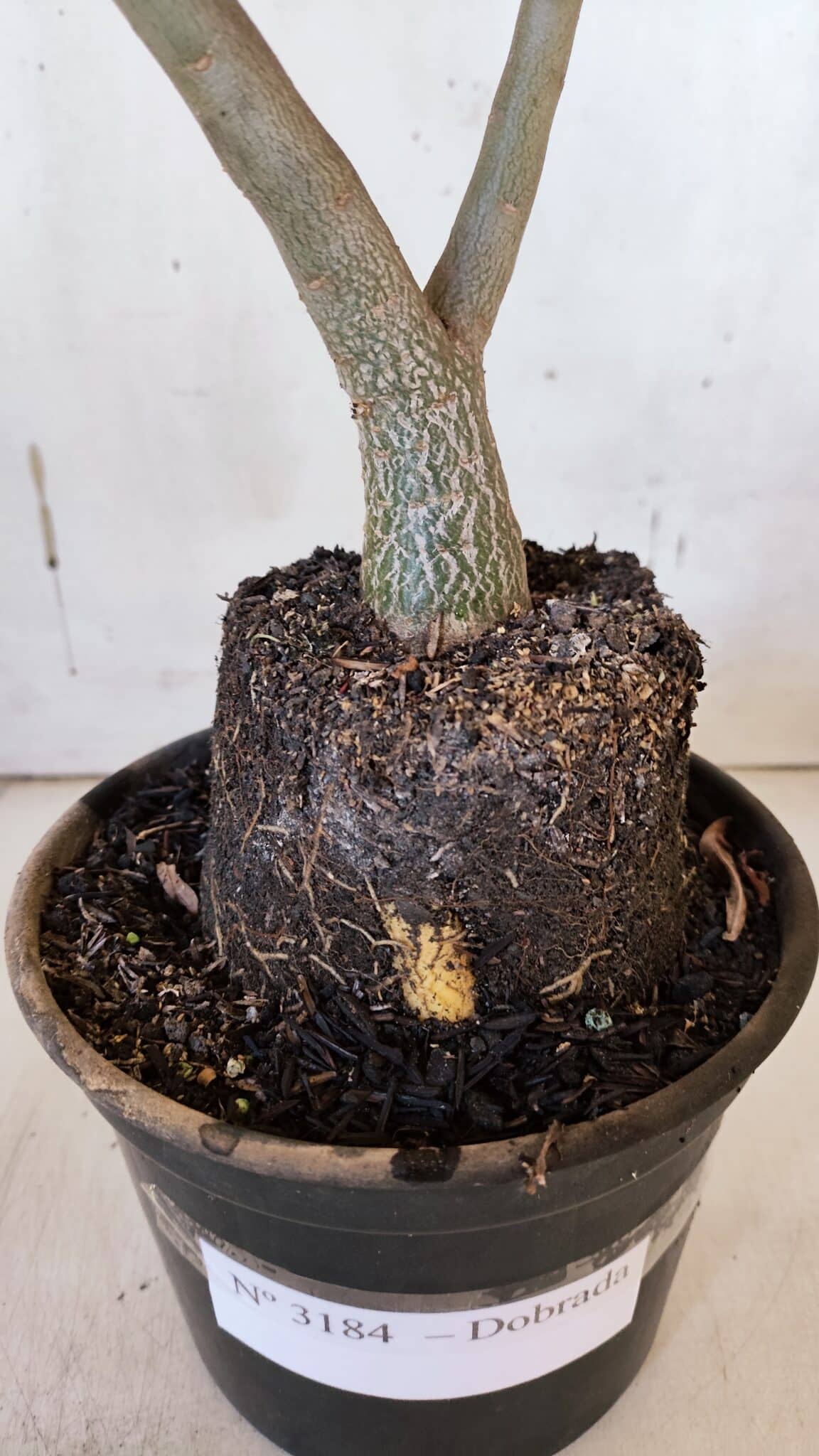 Planta Dobrada 3184 – 35cm – 03 anos