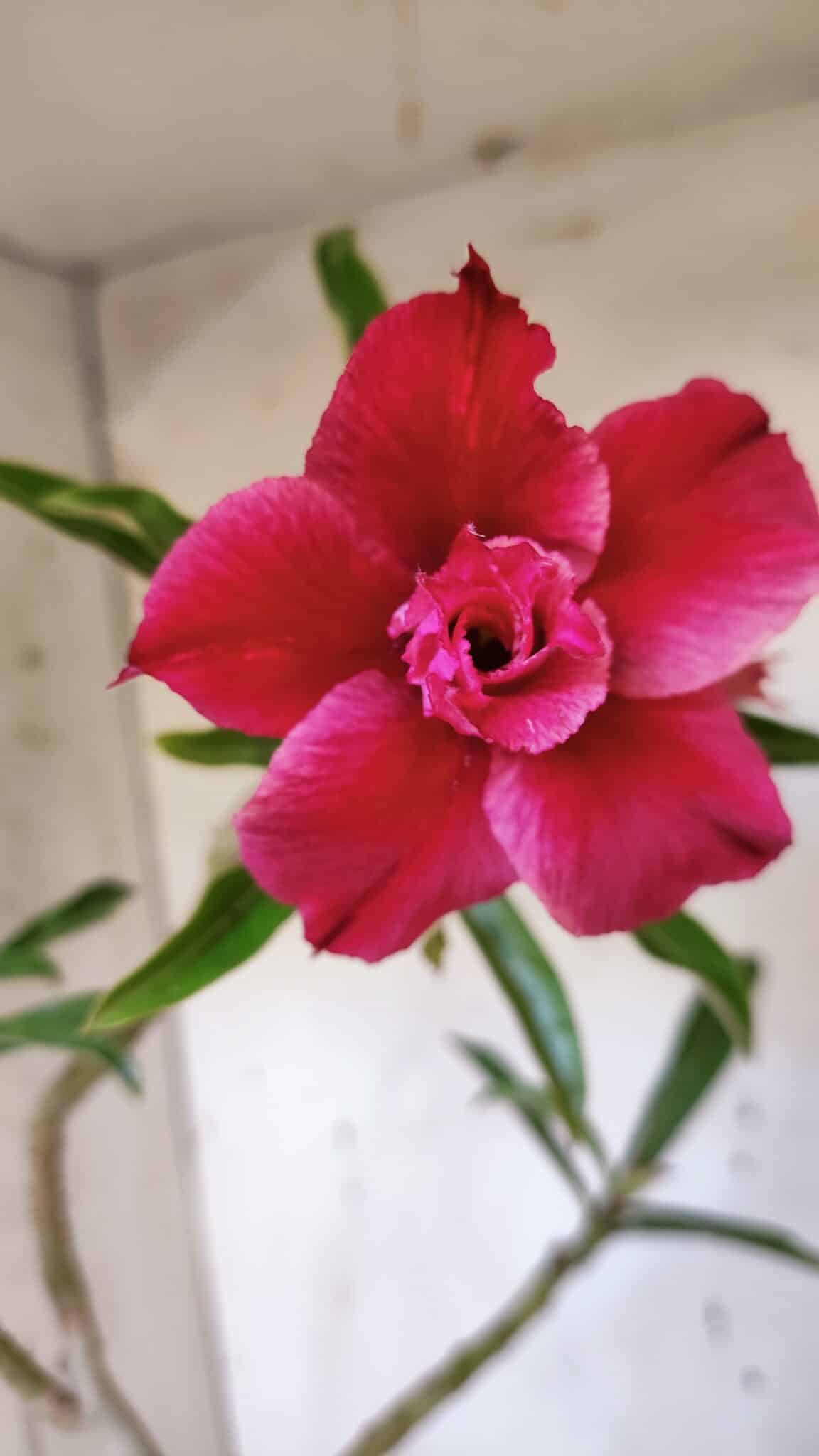 Planta Dobrada 3184 – 35cm – 03 anos