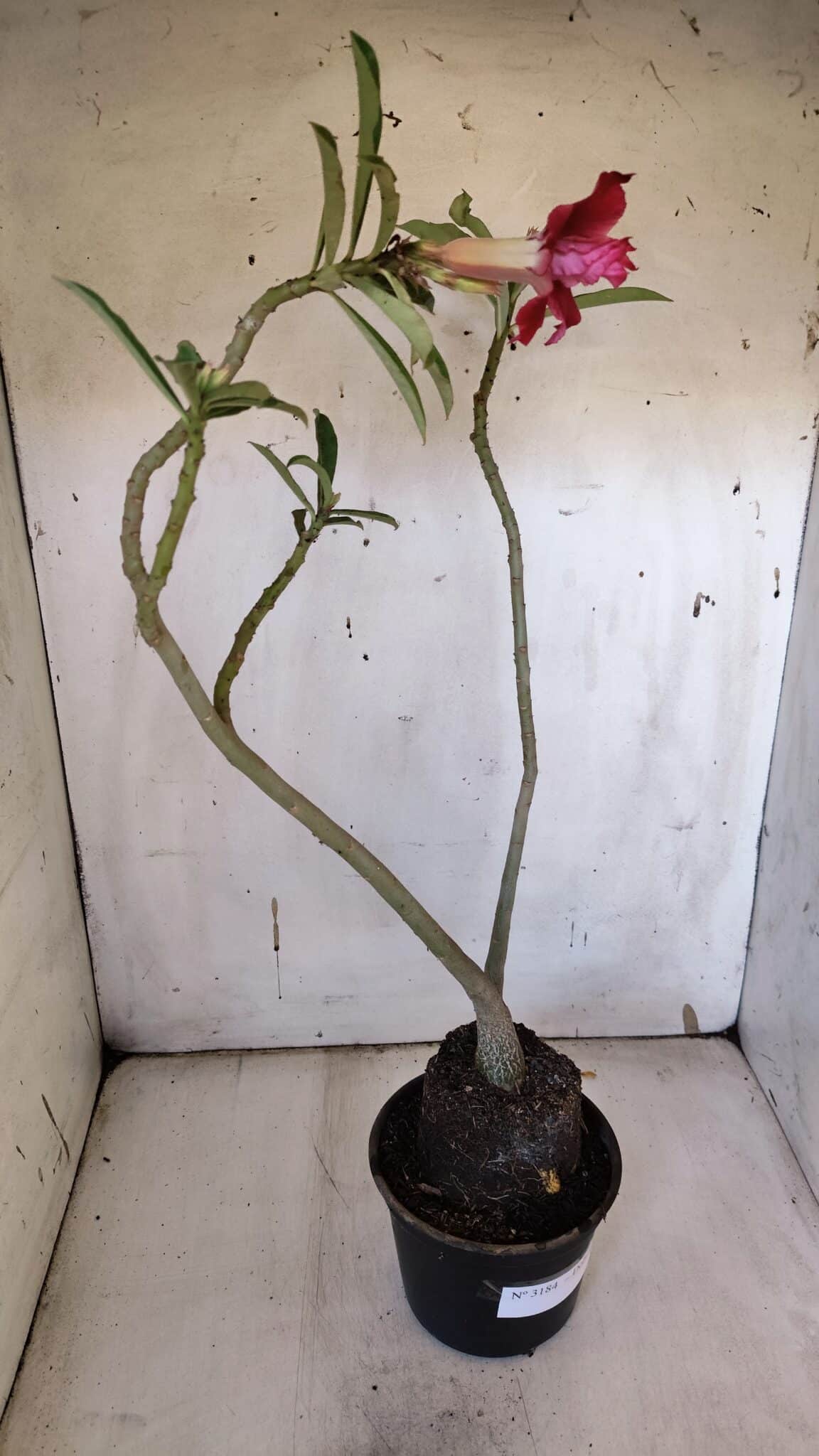 Planta Dobrada 3184 – 35cm – 03 anos