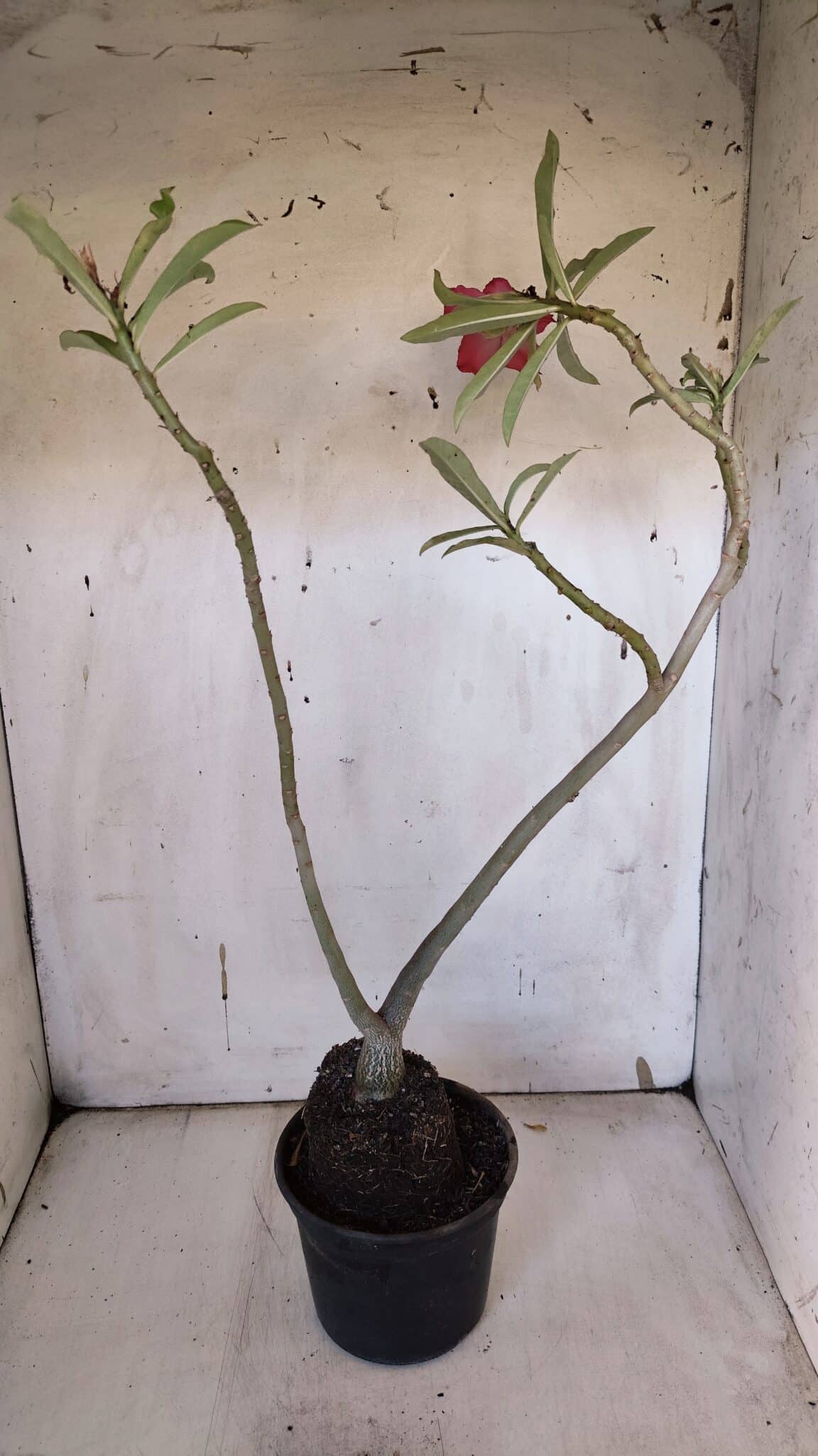Planta Dobrada 3184 – 35cm – 03 anos