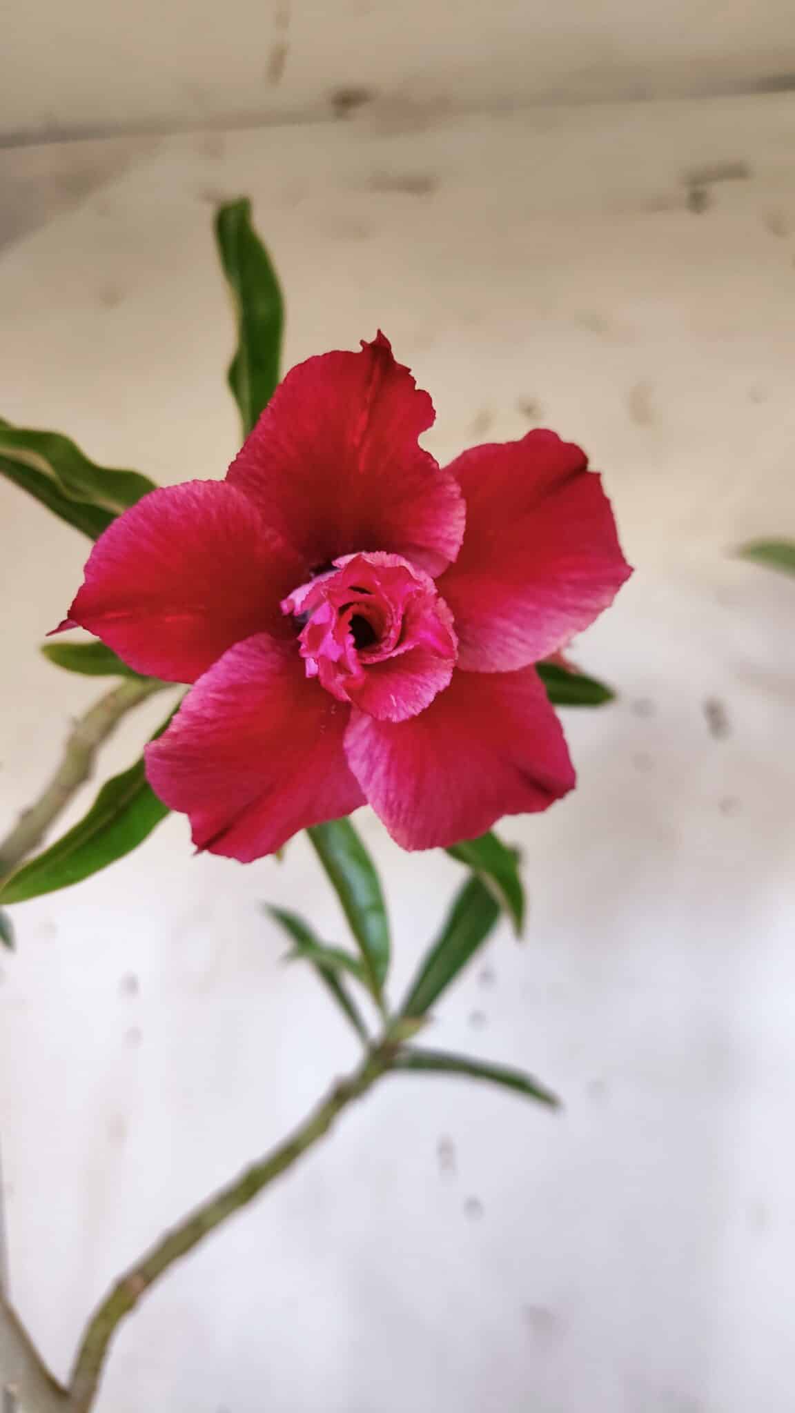 Planta Dobrada 3184 – 35cm – 03 anos