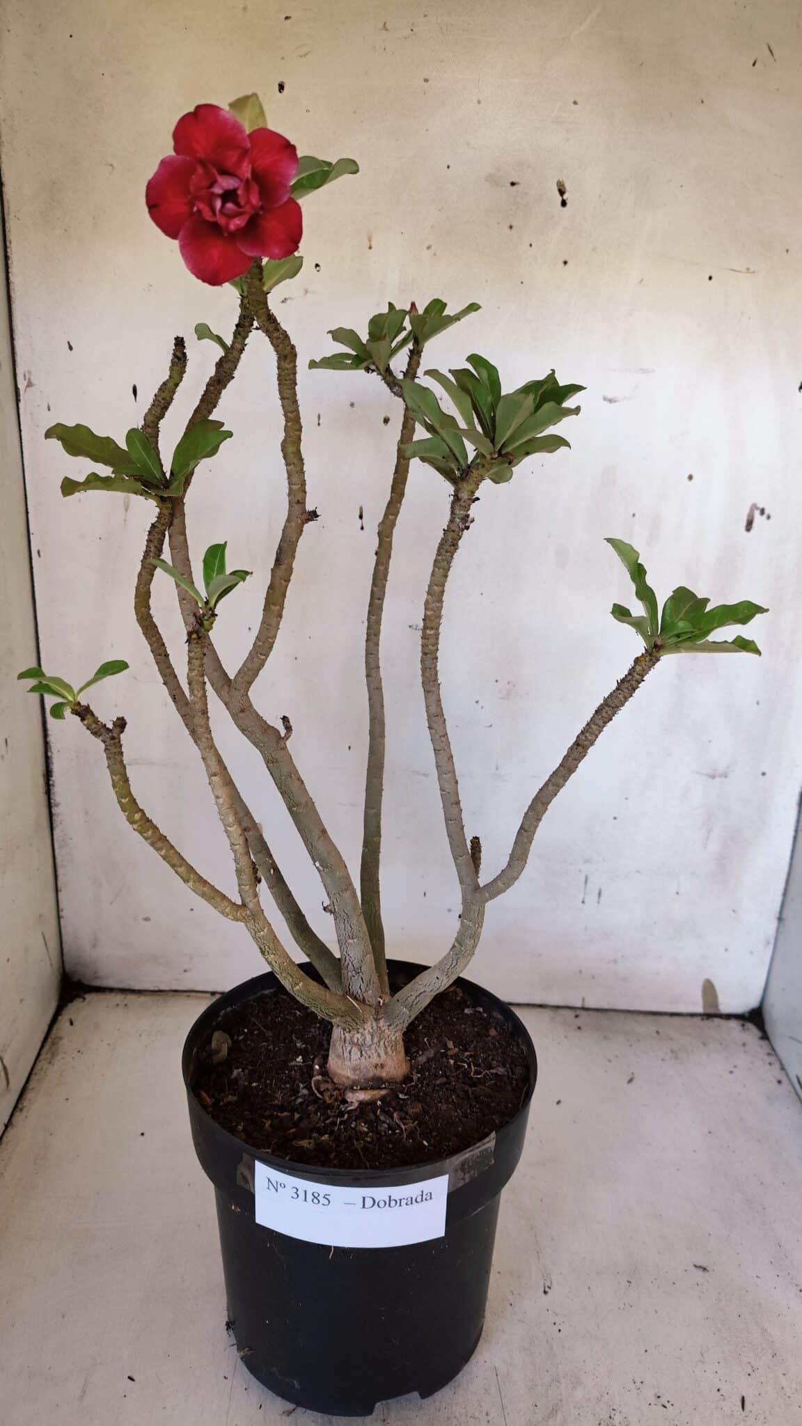 Planta Dobrada 3185 – 40cm – 03 anos