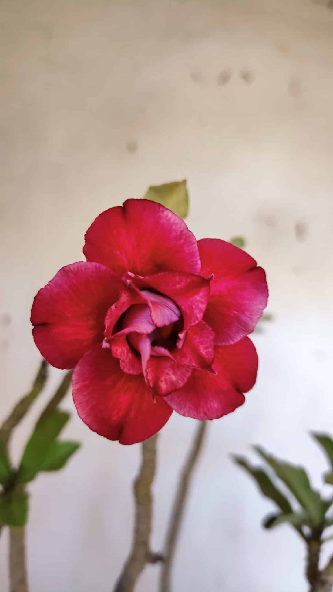 Planta Dobrada 3185 – 40cm – 03 anos