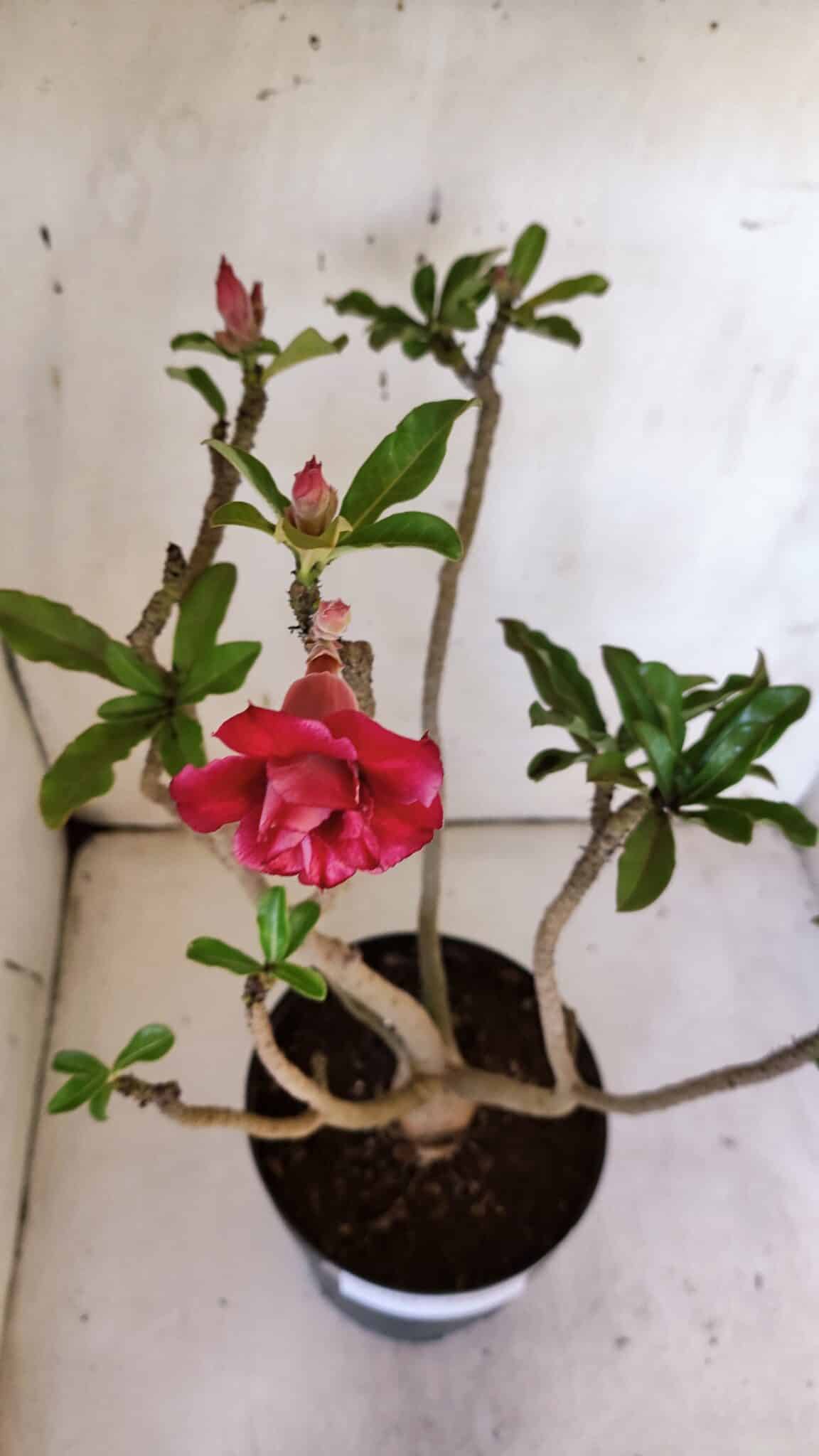 Planta Dobrada 3185 – 40cm – 03 anos
