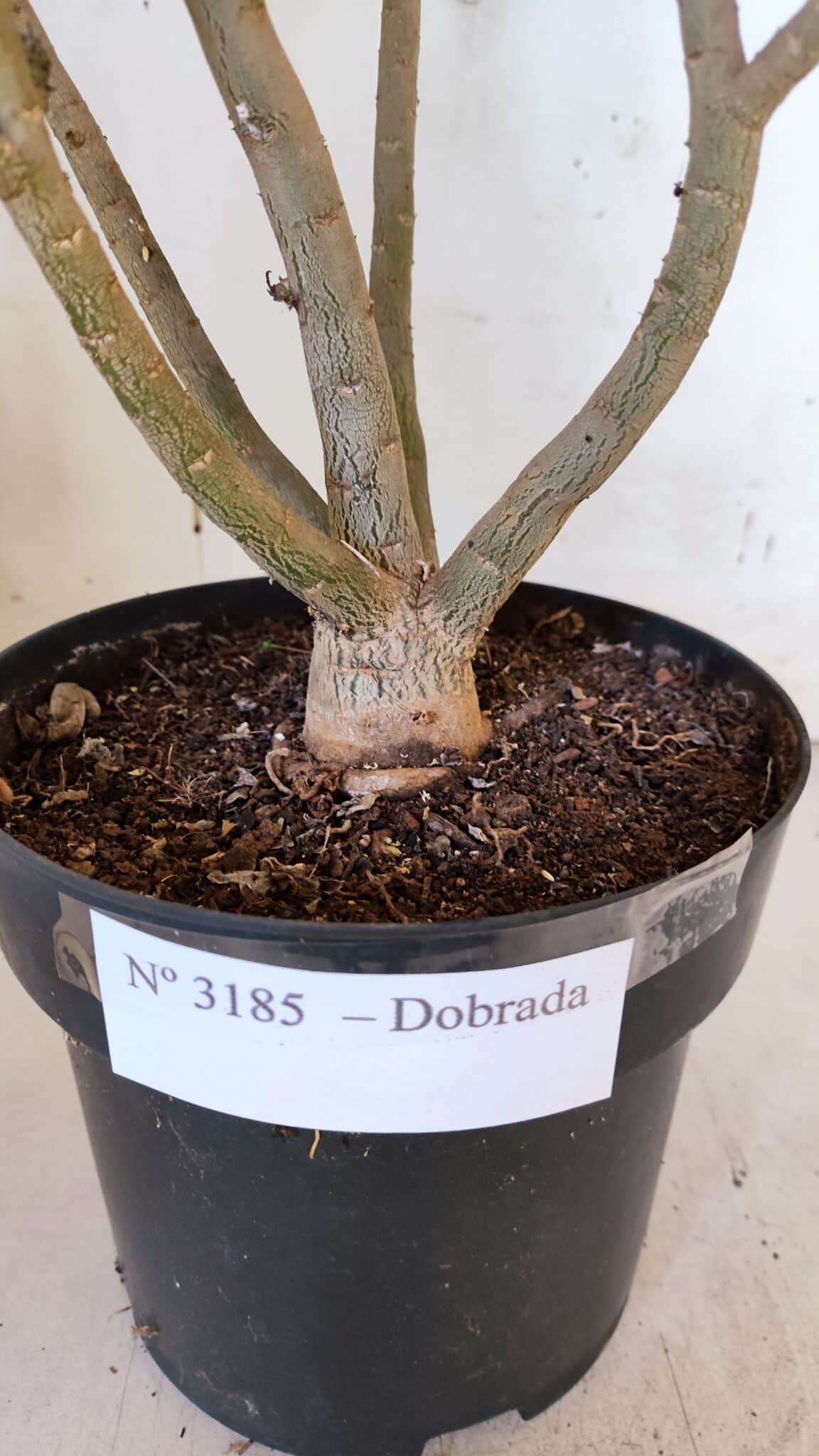 Planta Dobrada 3185 – 40cm – 03 anos