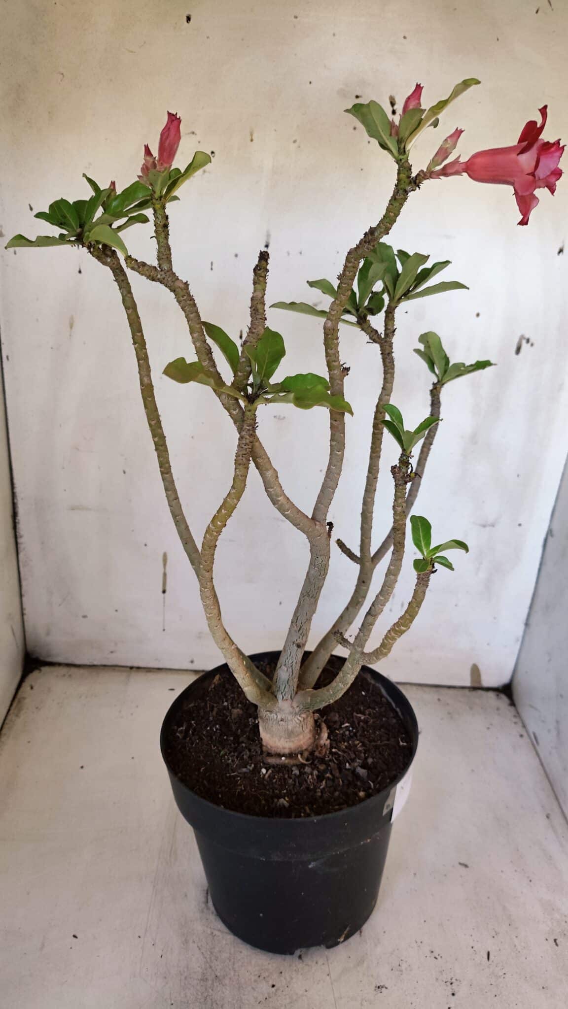 Planta Dobrada 3185 – 40cm – 03 anos