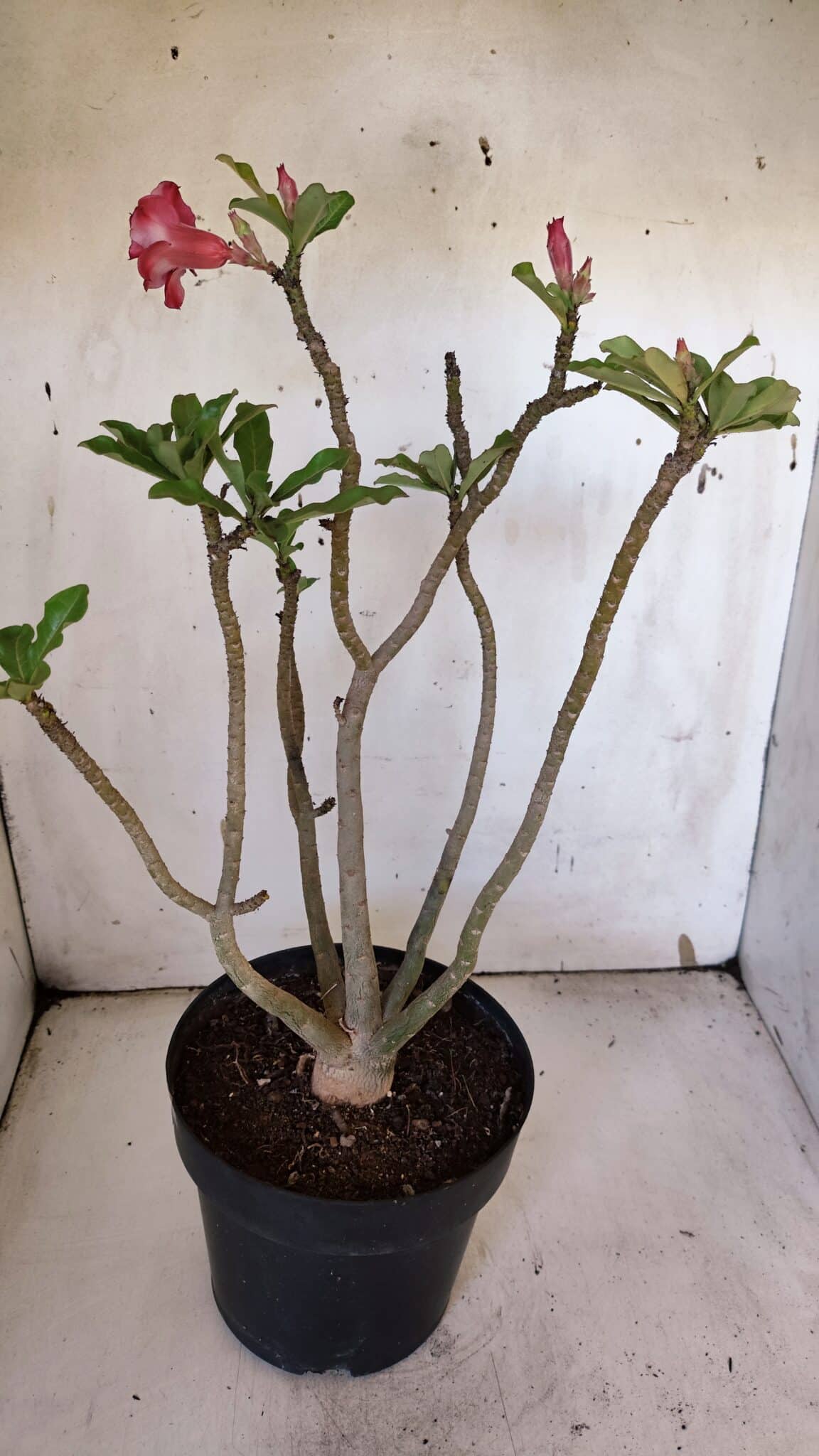 Planta Dobrada 3185 – 40cm – 03 anos