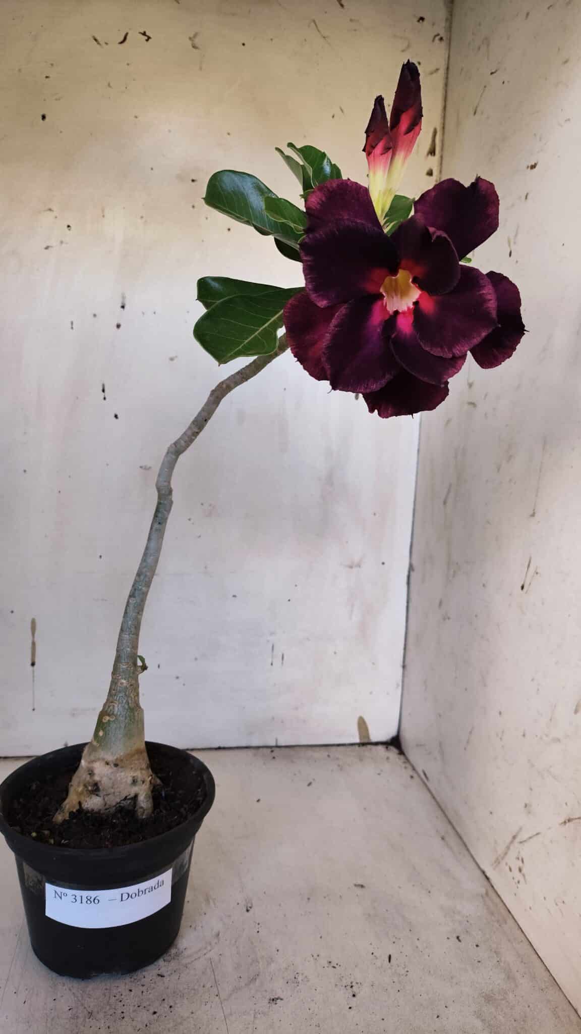 Planta Dobrada 3186 – 35cm – 03 anos