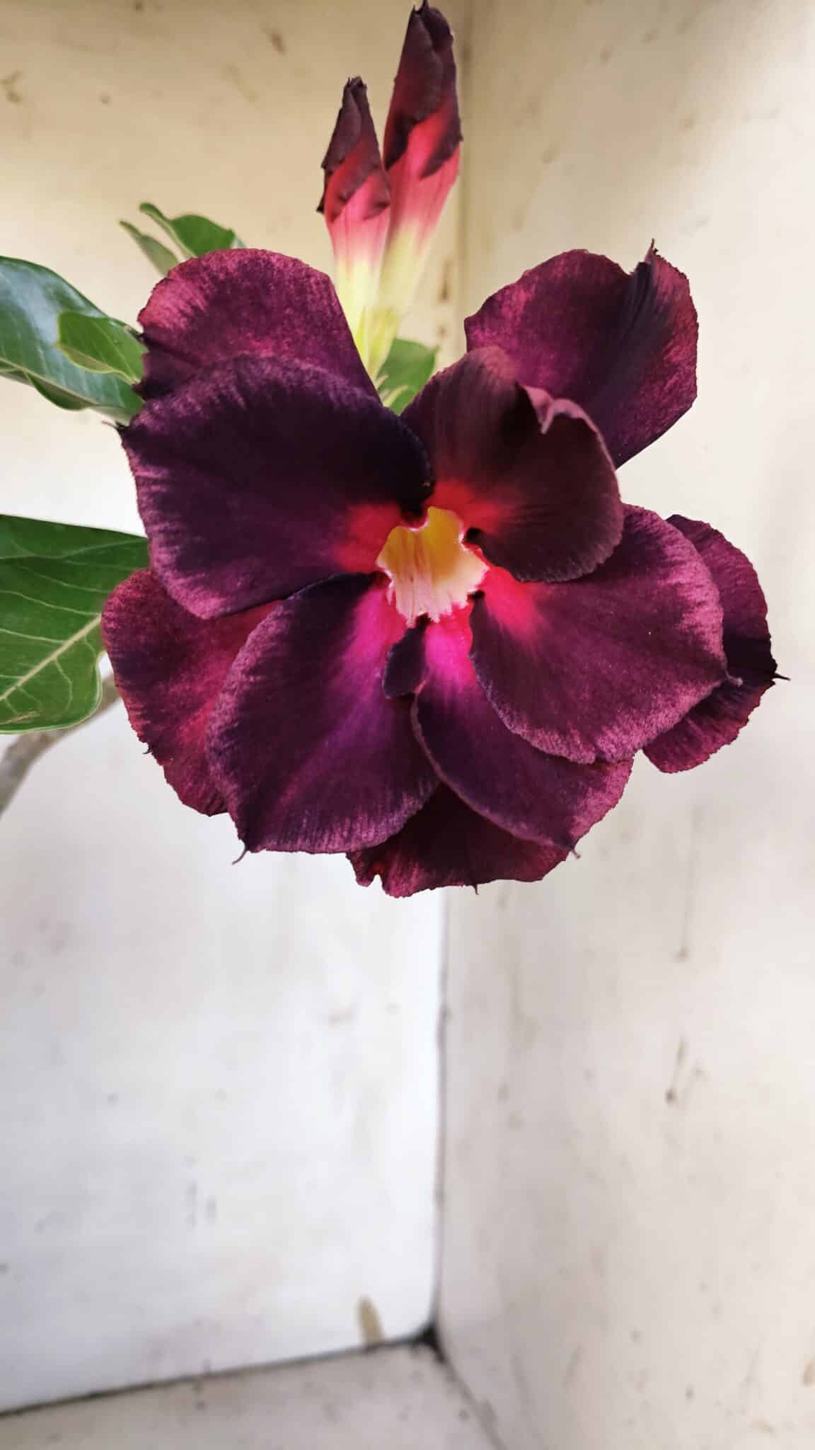 Planta Dobrada 3186 – 35cm – 03 anos