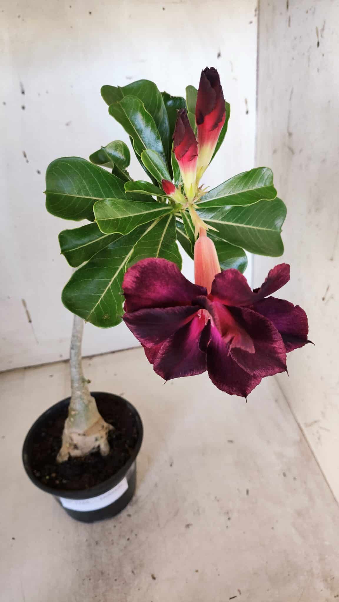 Planta Dobrada 3186 – 35cm – 03 anos
