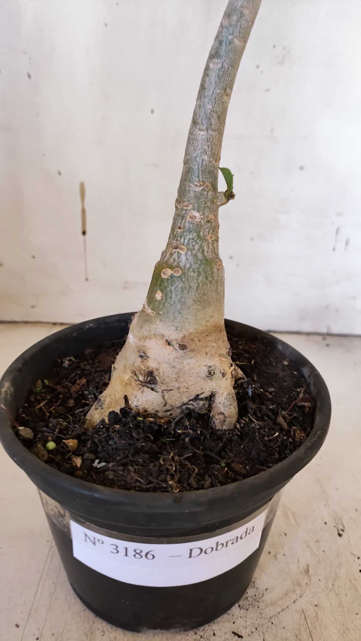 Planta Dobrada 3186 – 35cm – 03 anos