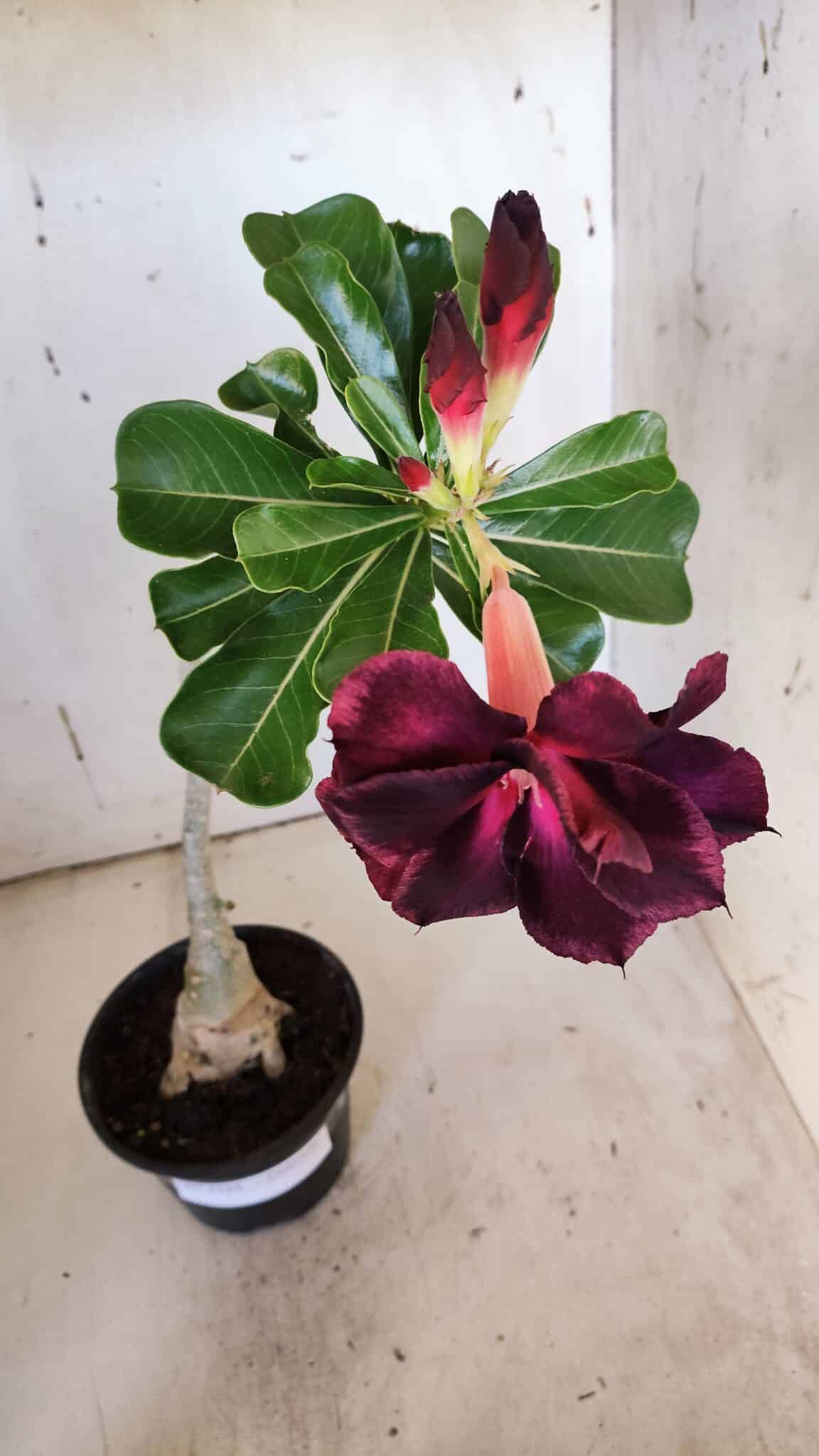 Planta Dobrada 3186 – 35cm – 03 anos