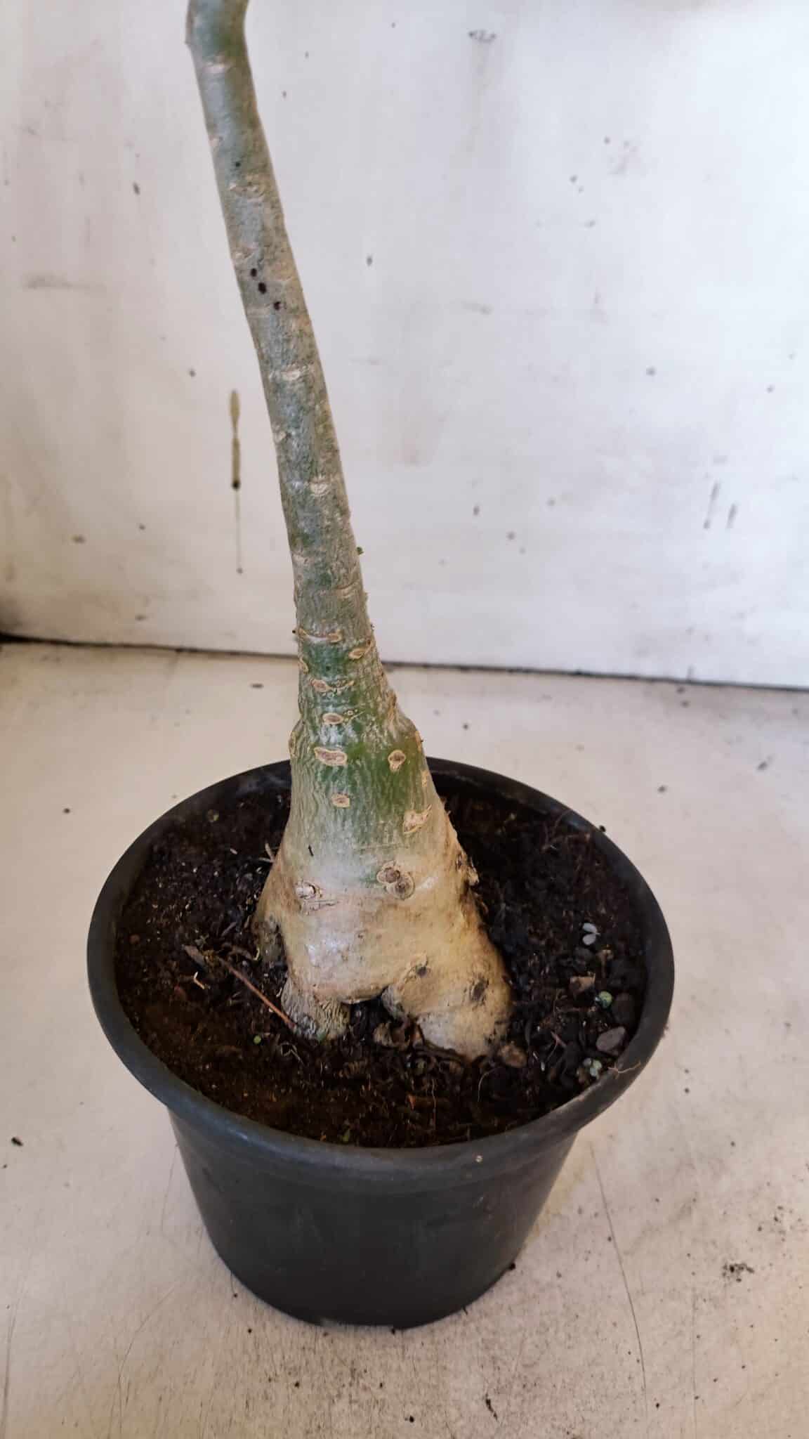 Planta Dobrada 3186 – 35cm – 03 anos