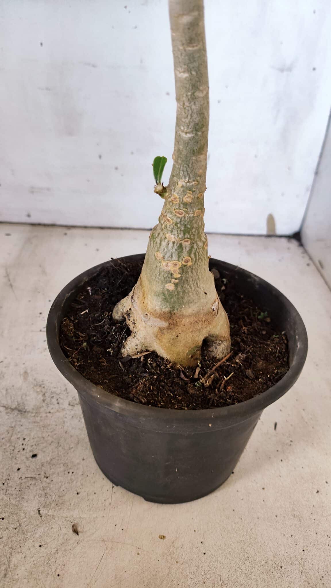 Planta Dobrada 3186 – 35cm – 03 anos