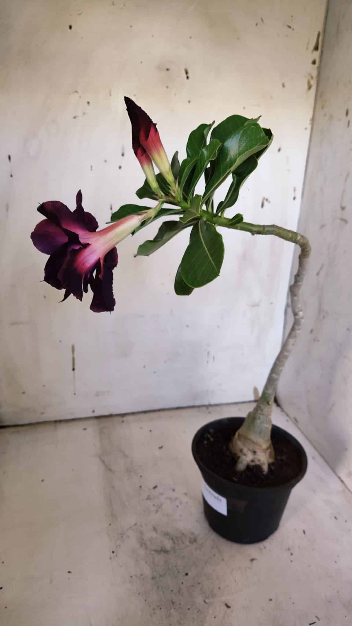 Planta Dobrada 3186 – 35cm – 03 anos