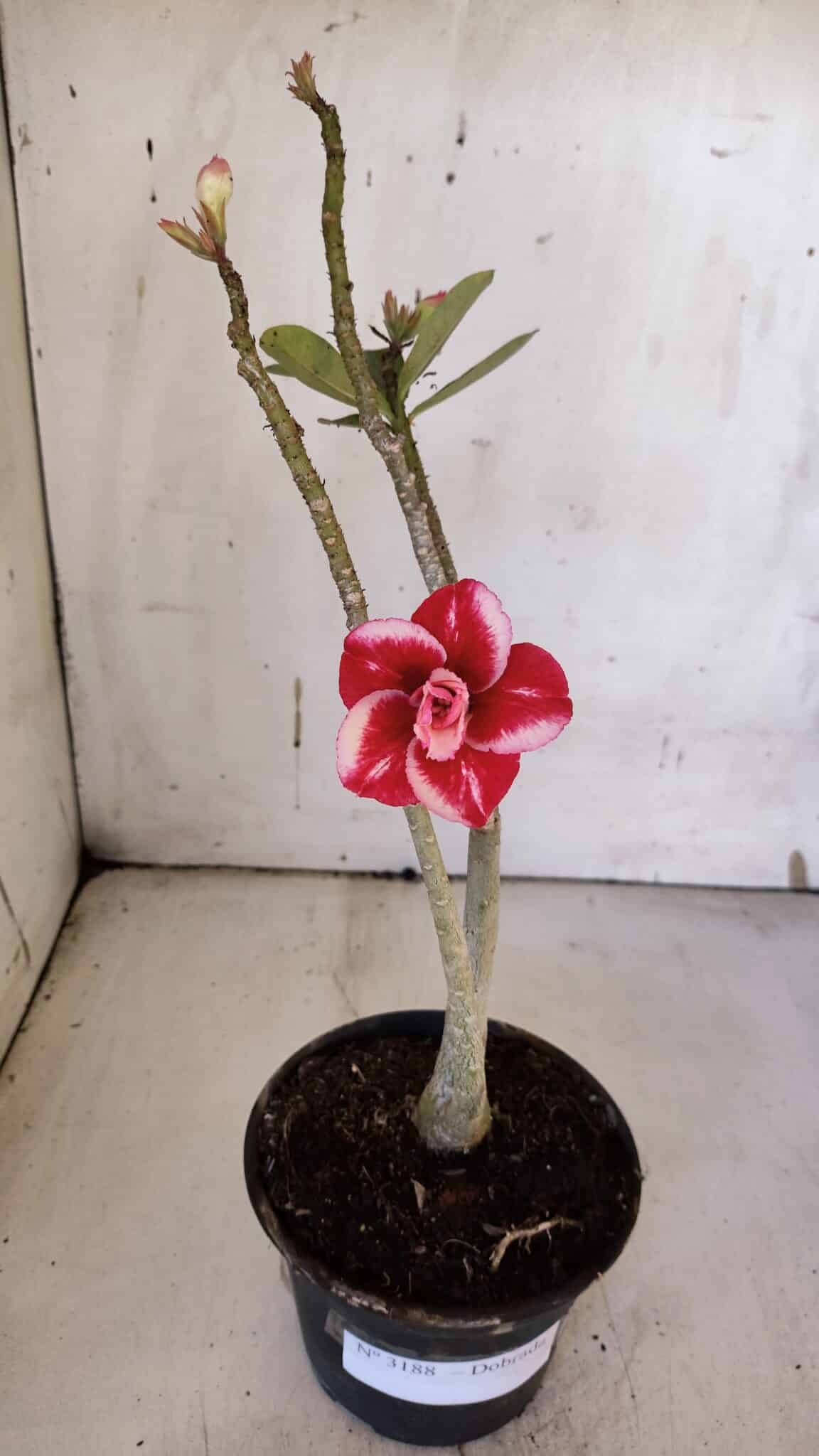 Planta Dobrada 3188 – 35cm – 03 anos