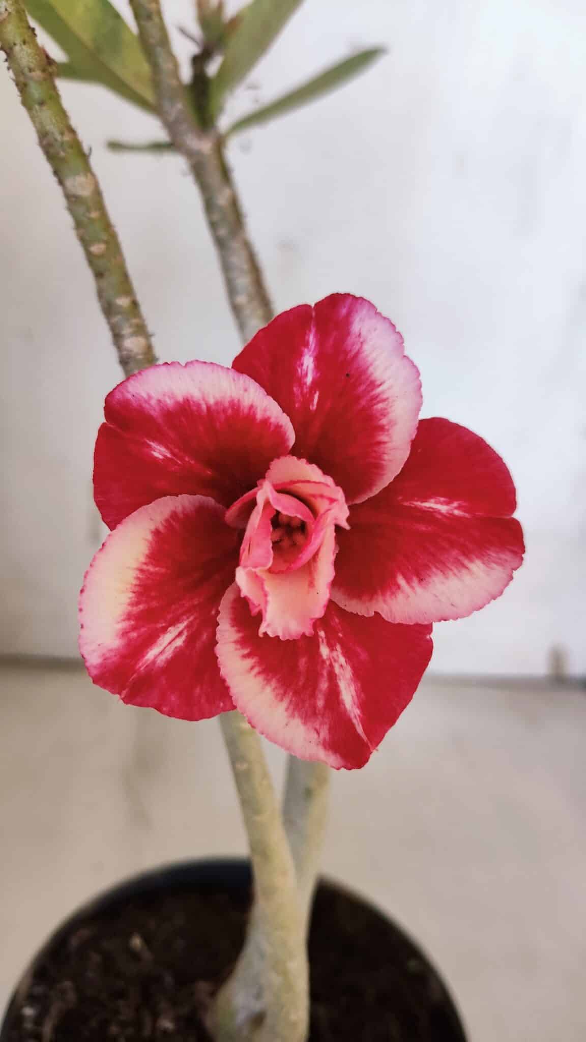 Planta Dobrada 3188 – 35cm – 03 anos