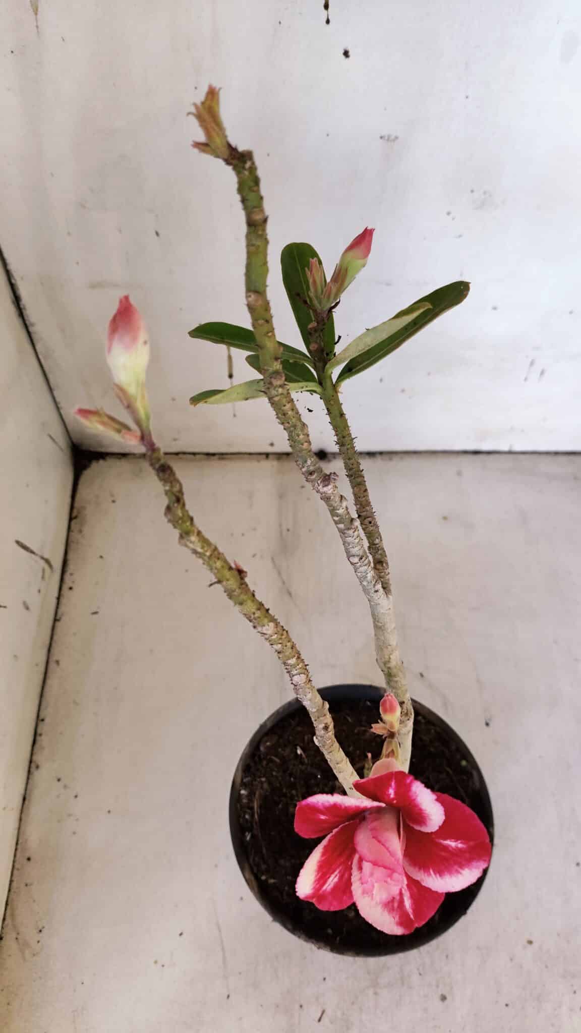 Planta Dobrada 3188 – 35cm – 03 anos