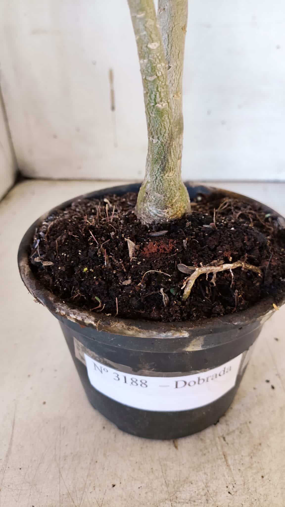 Planta Dobrada 3188 – 35cm – 03 anos