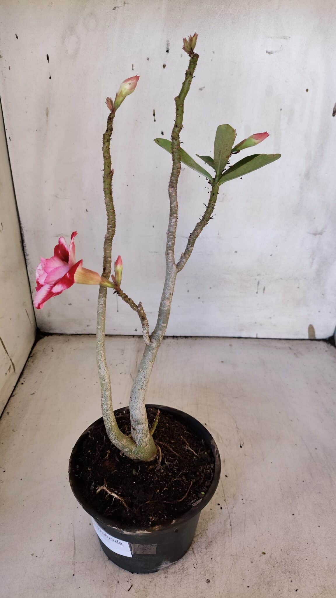 Planta Dobrada 3188 – 35cm – 03 anos