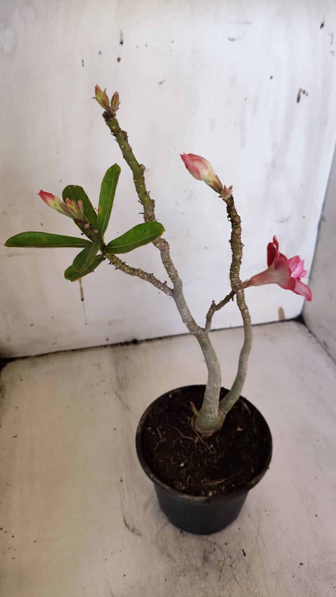 Planta Dobrada 3188 – 35cm – 03 anos