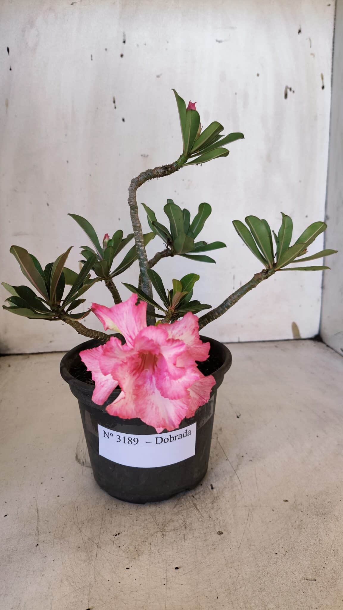 Planta Dobrada 3189 – 25cm – 02 anos