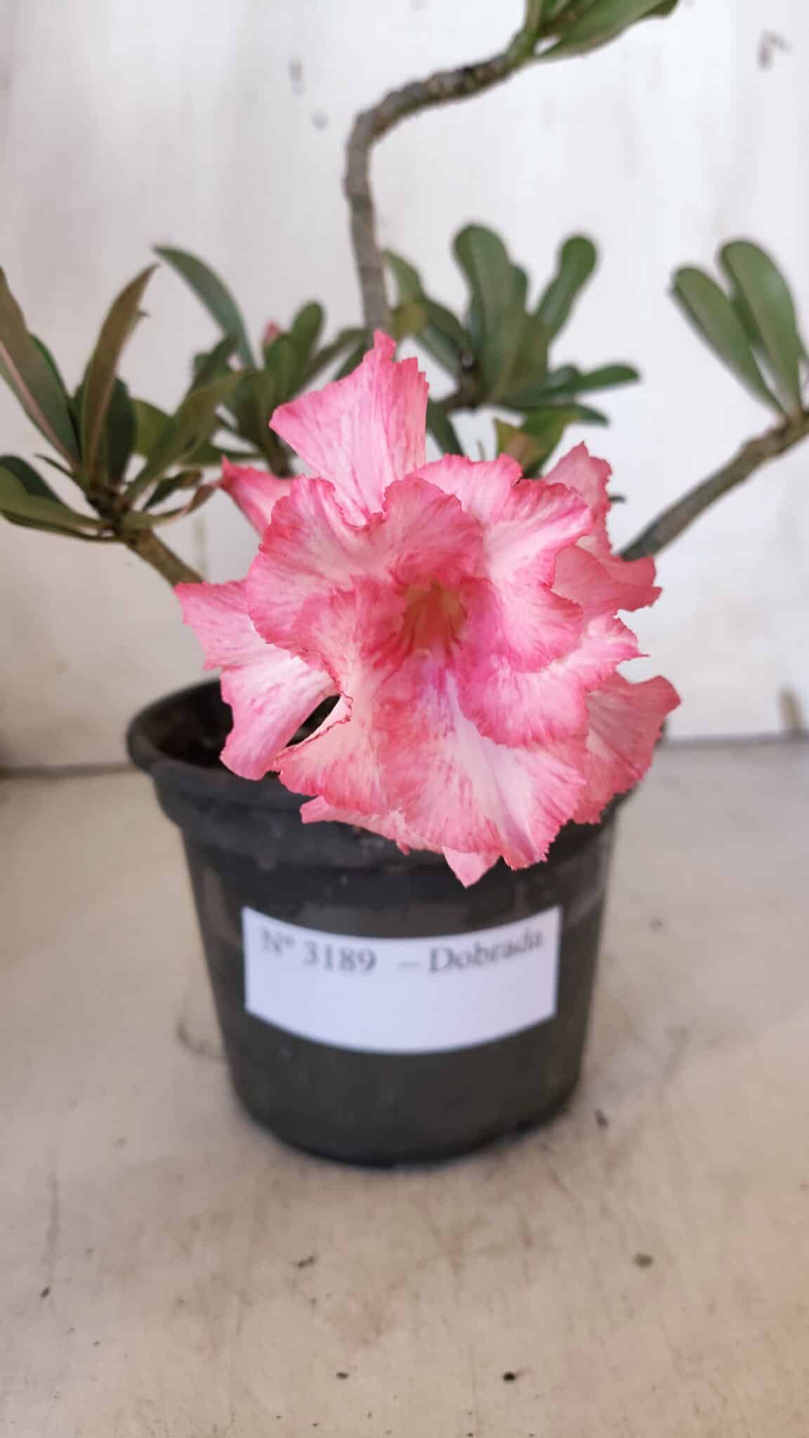 Planta Dobrada 3189 – 25cm – 02 anos