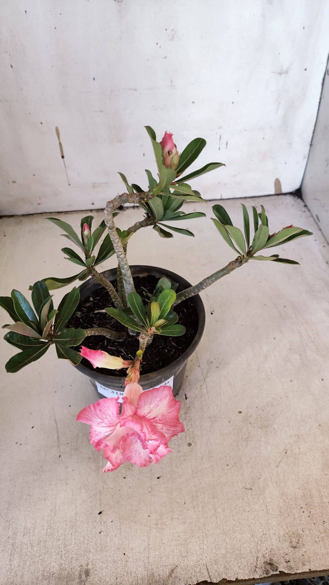Planta Dobrada 3189 – 25cm – 02 anos