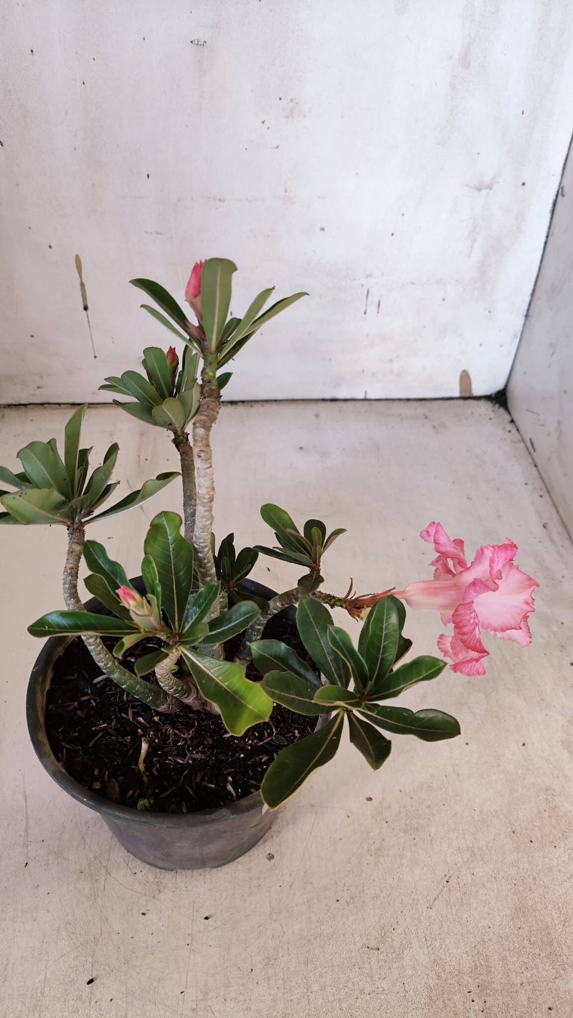 Planta Dobrada 3189 – 25cm – 02 anos