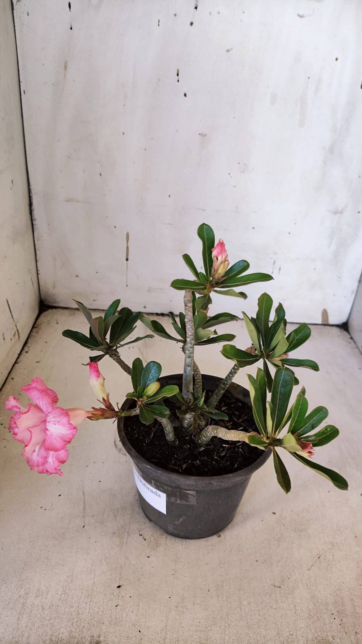 Planta Dobrada 3189 – 25cm – 02 anos
