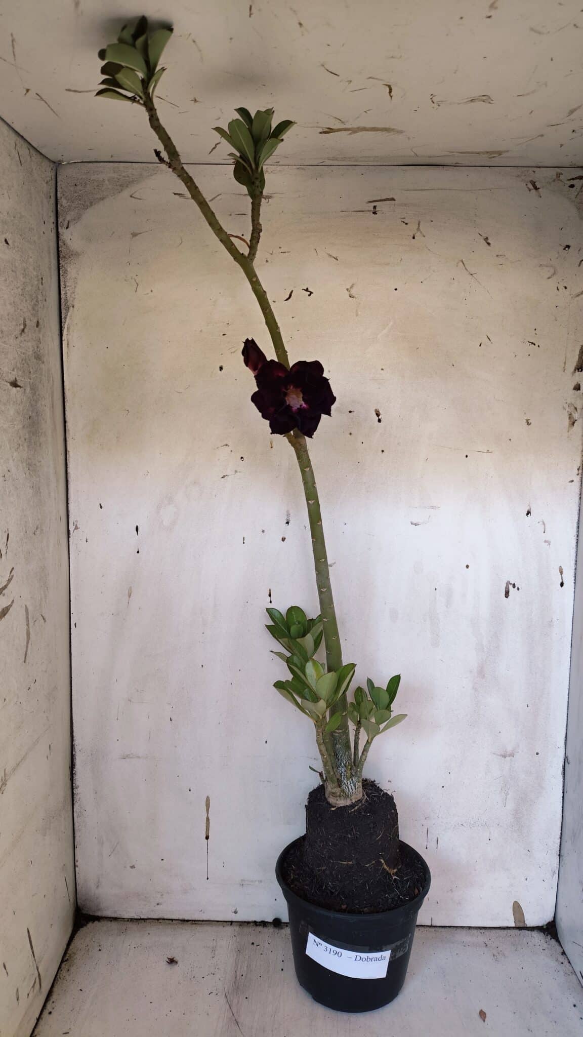 Planta Dobrada 3190 – 35cm – 03 anos