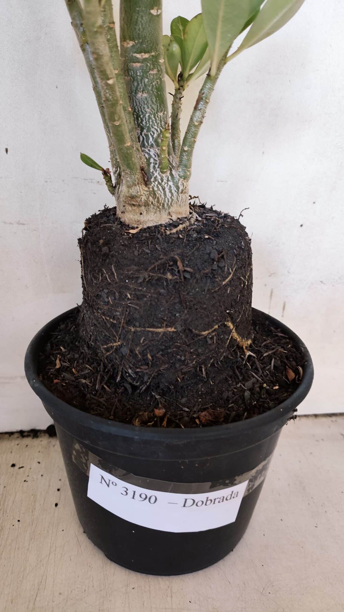 Planta Dobrada 3190 – 35cm – 03 anos