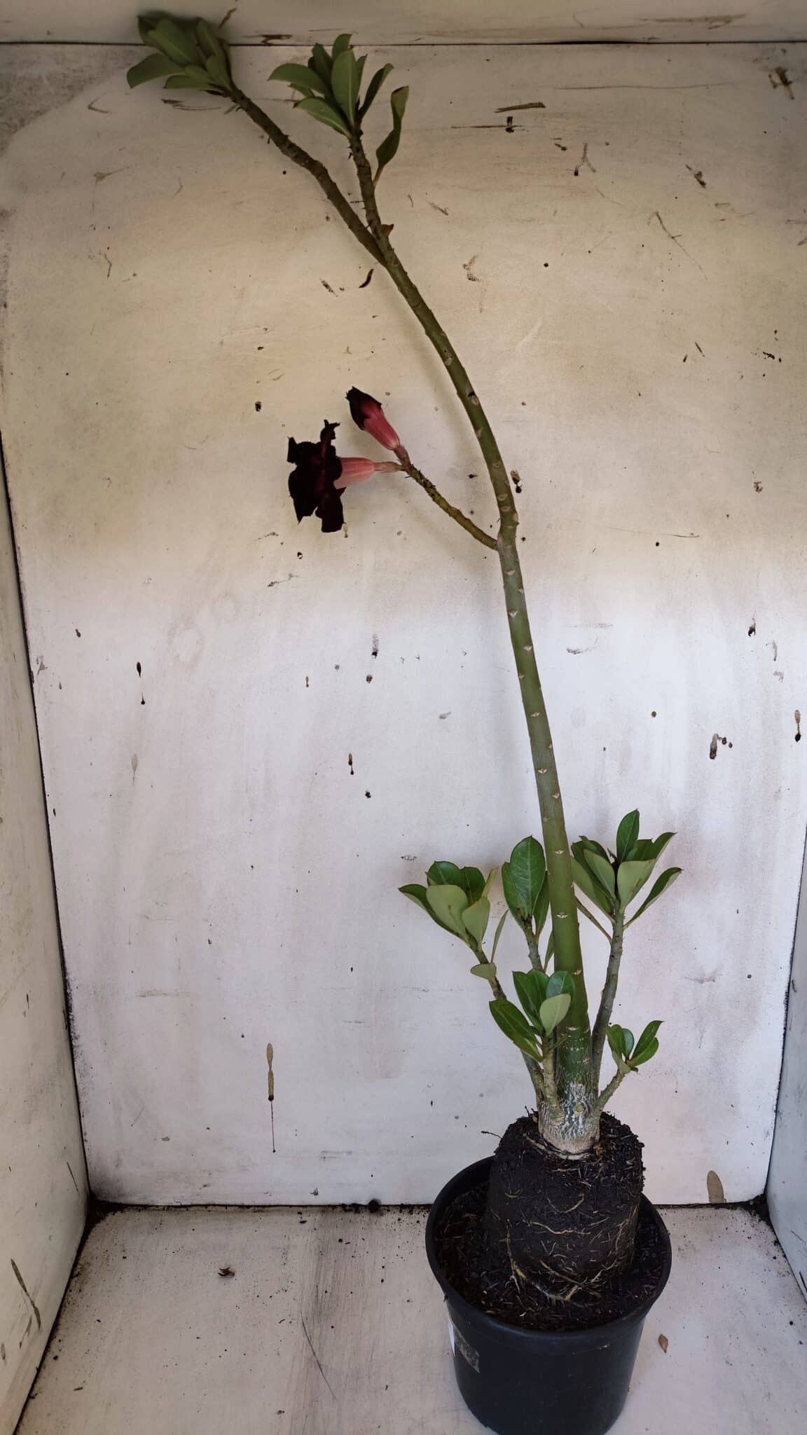 Planta Dobrada 3190 – 35cm – 03 anos