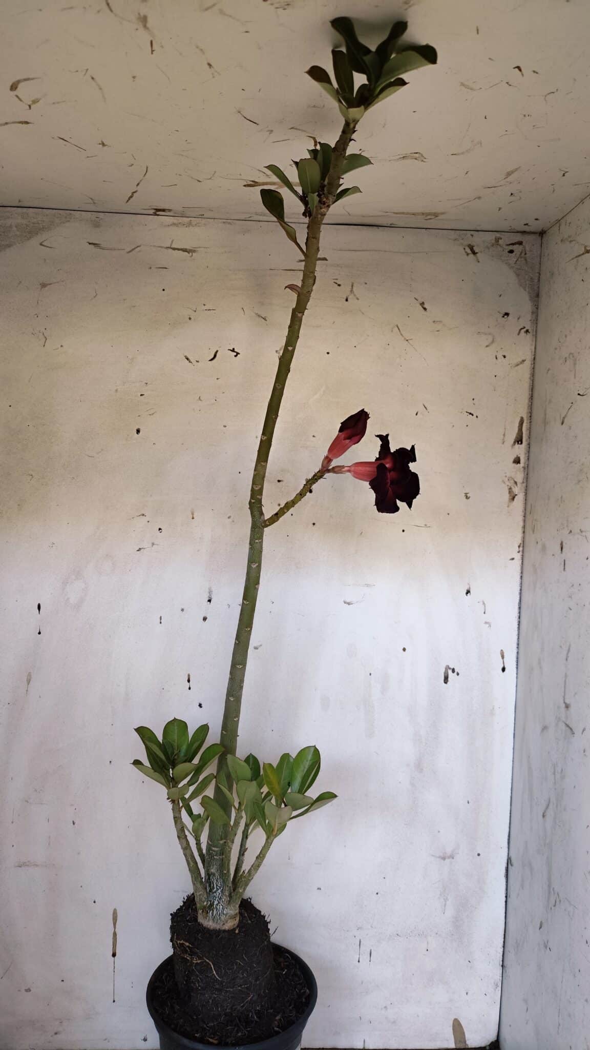 Planta Dobrada 3190 – 35cm – 03 anos