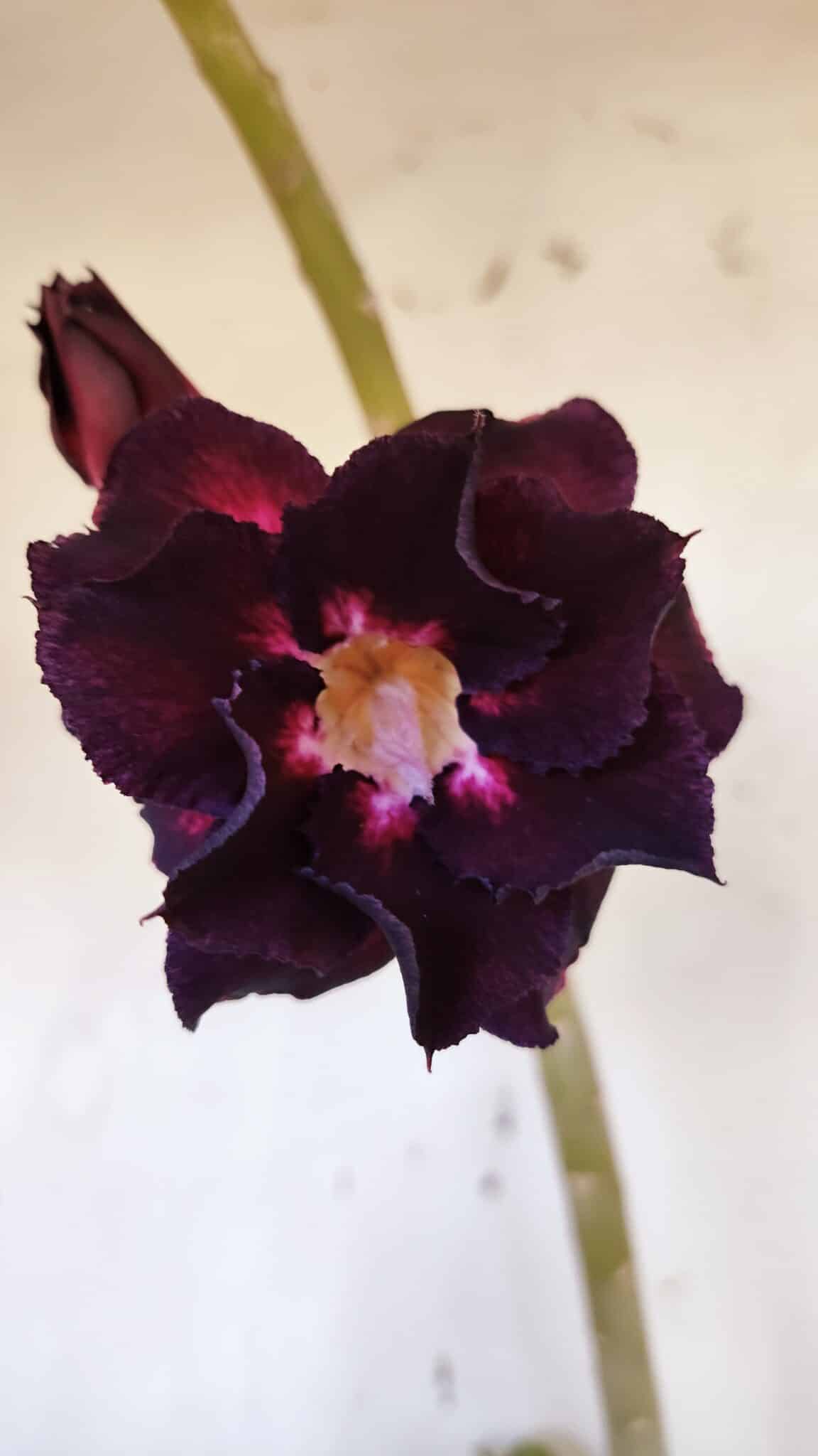 Planta Dobrada 3190 – 35cm – 03 anos