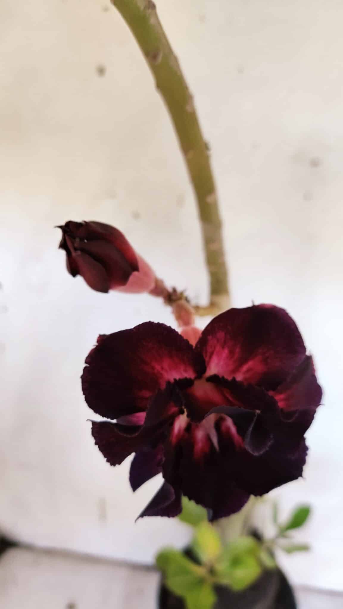 Planta Dobrada 3190 – 35cm – 03 anos