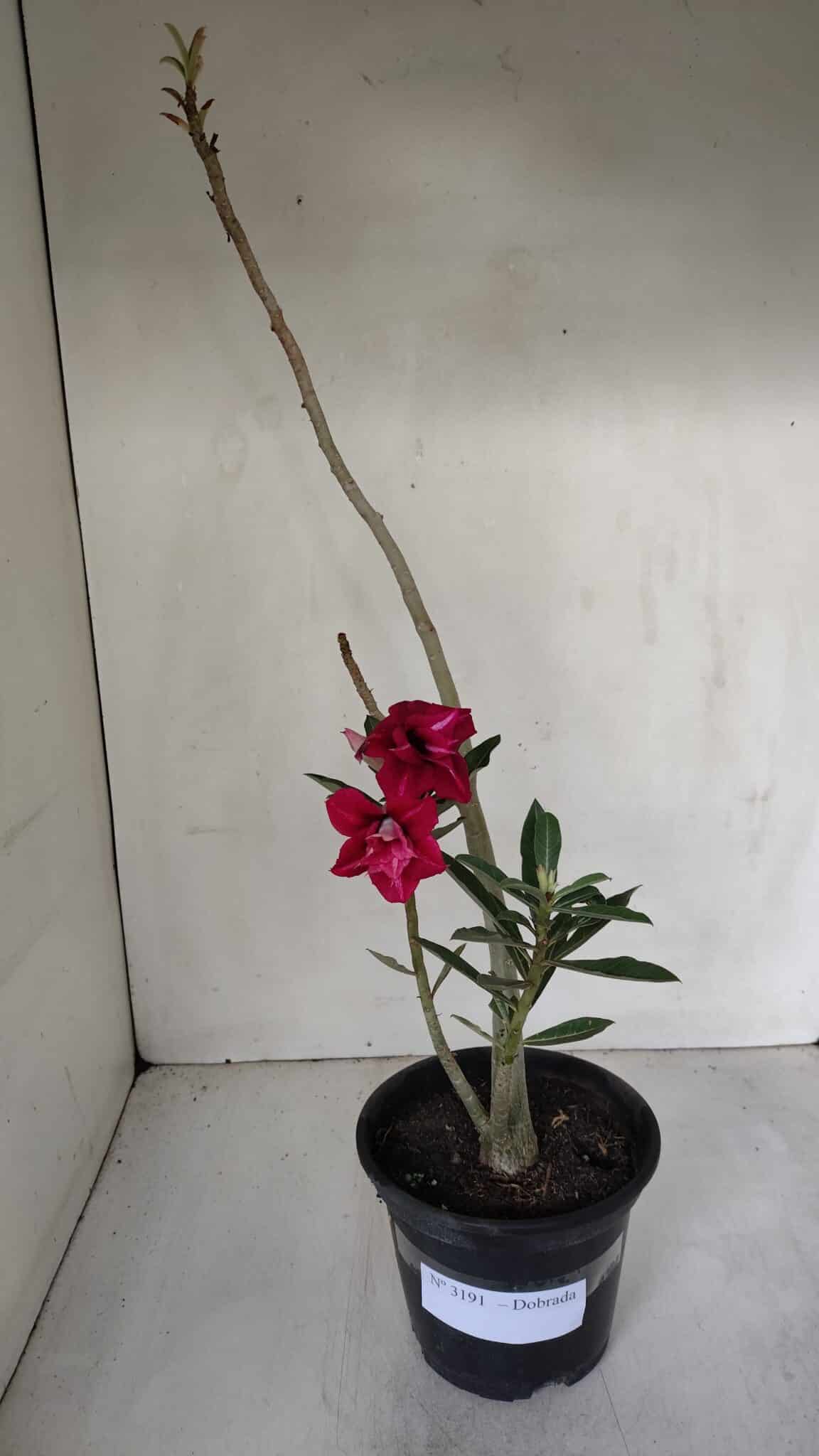 Planta Dobrada 3191 – 35cm – 03 anos