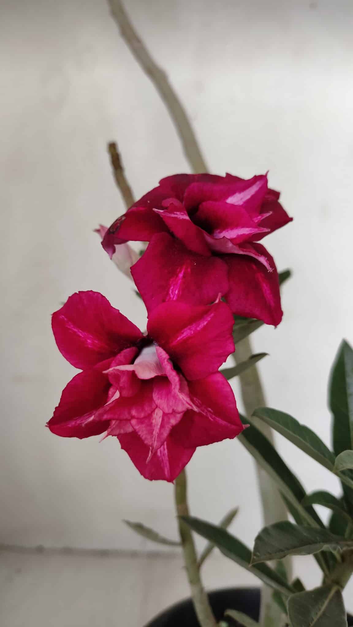 Planta Dobrada 3191 – 35cm – 03 anos