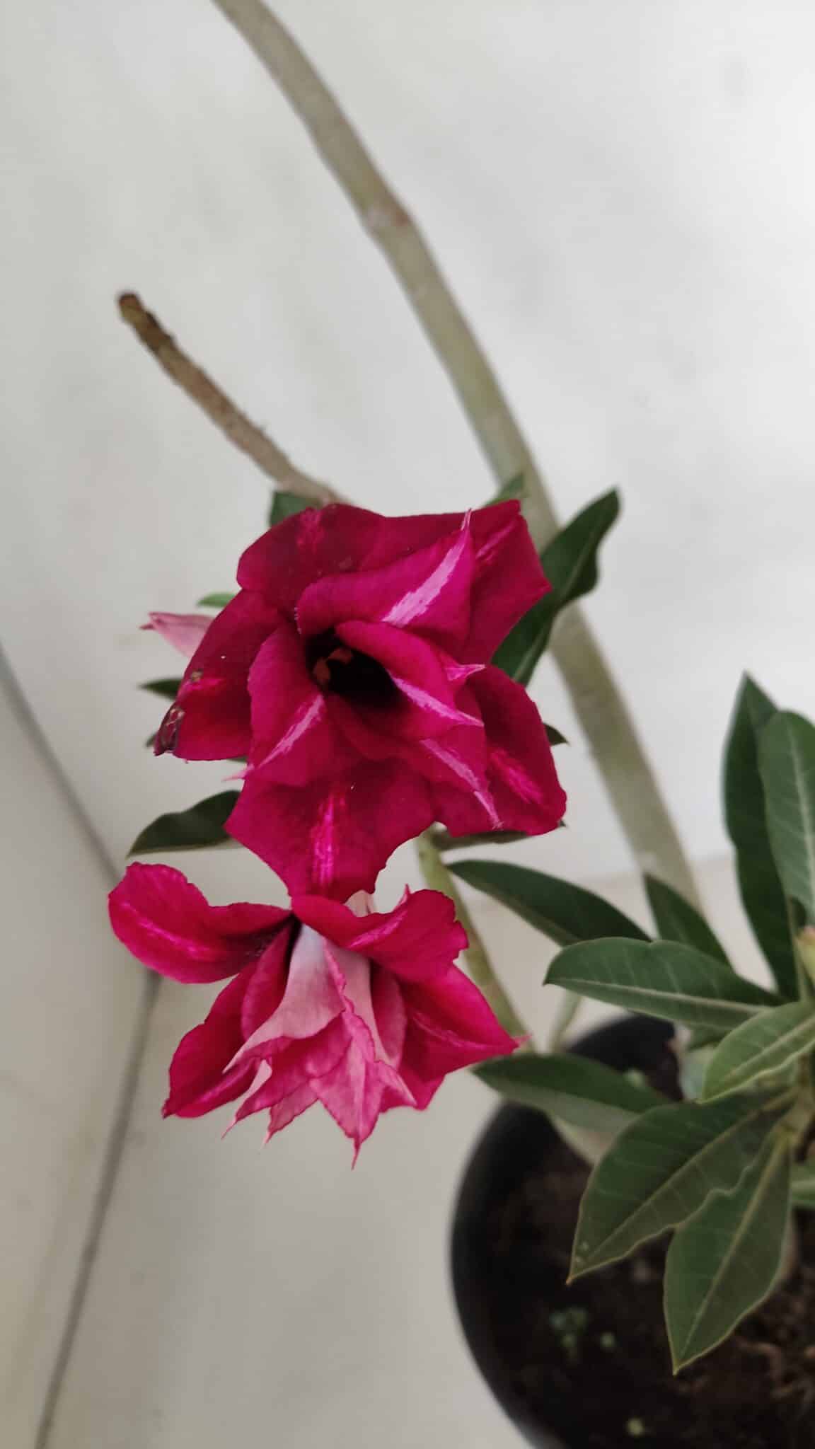 Planta Dobrada 3191 – 35cm – 03 anos
